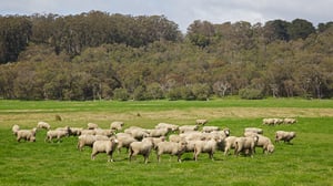 Australian_sheep