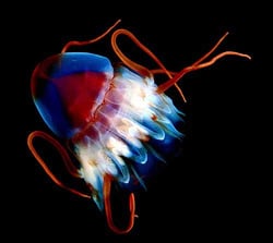 jellyfish_stinger.jpg