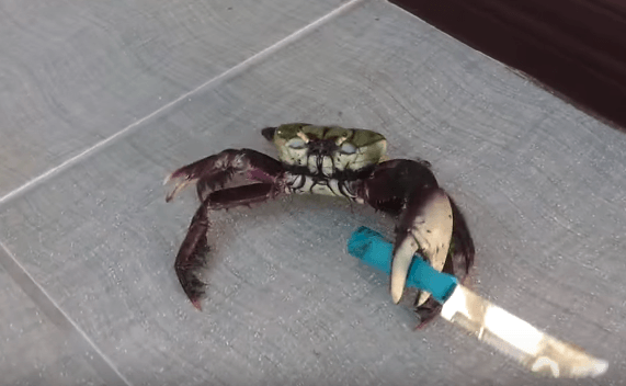 Crab_with_Knife
