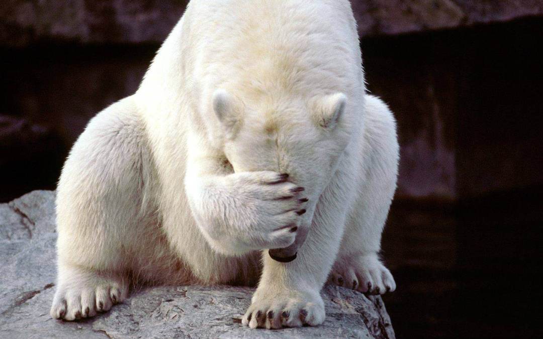 embarrassed_bear