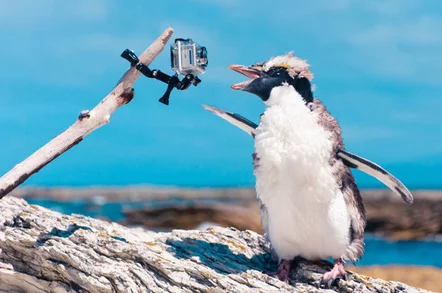 penguin_with_video_photo_via_shutterstock